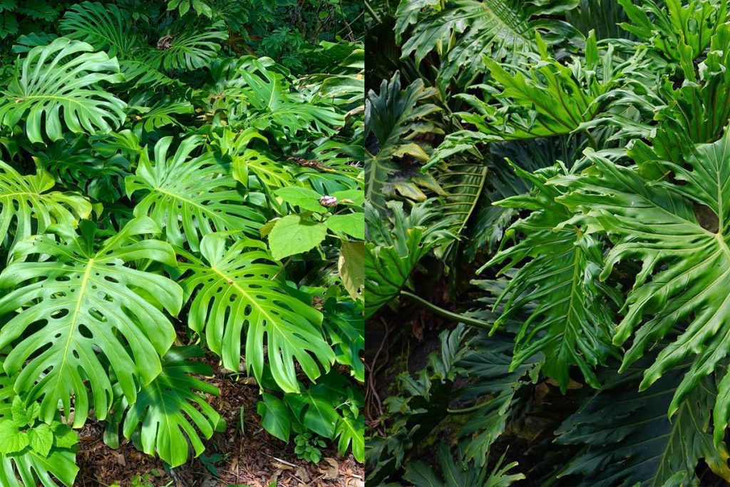 What is the difference between a Swiss cheese plant and a split-leaf philodendron?