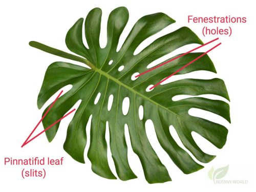 Why Do Some Plants Have Holes Or Slits In The Leaves? - Botany-World