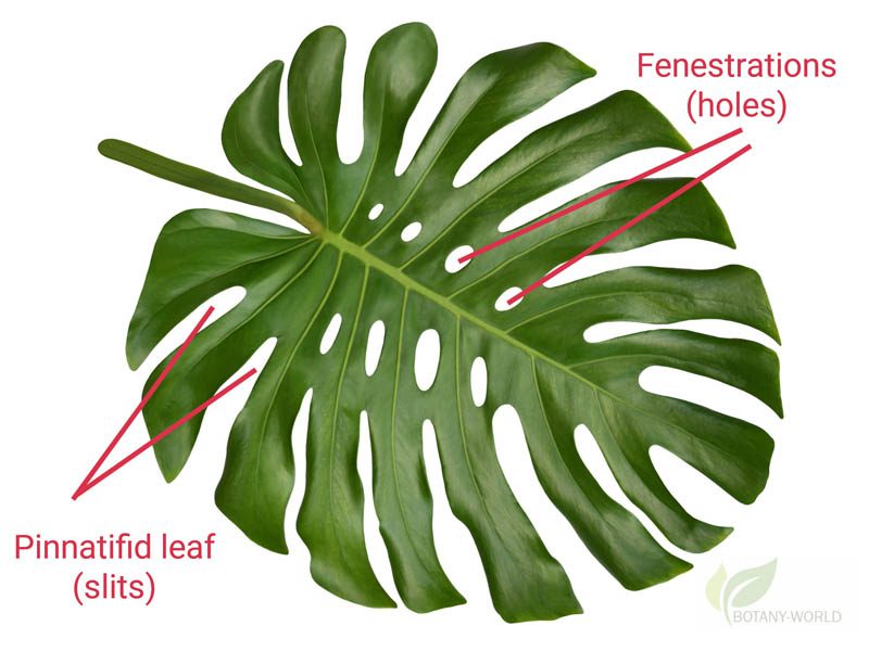 Fenestrated and slit leaf