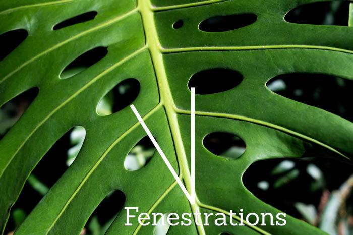 Fenestrations on a Monstera deliciosa leaf