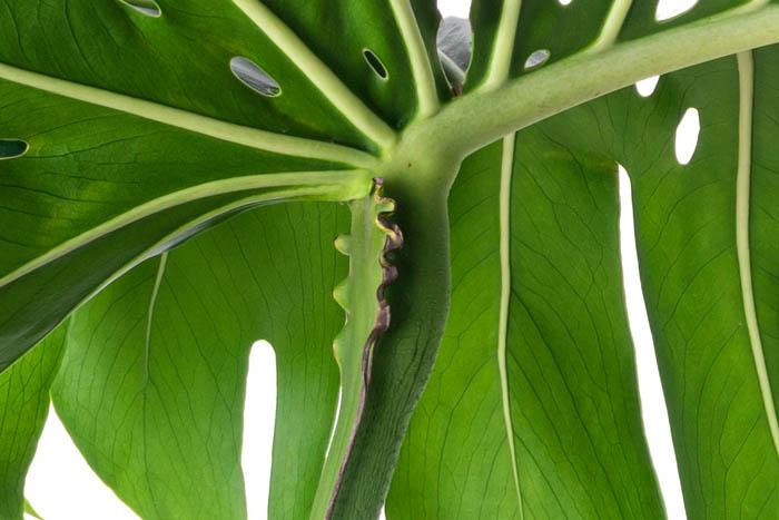Geniculum on a Swiss cheese plant (Monstera deliciosa)