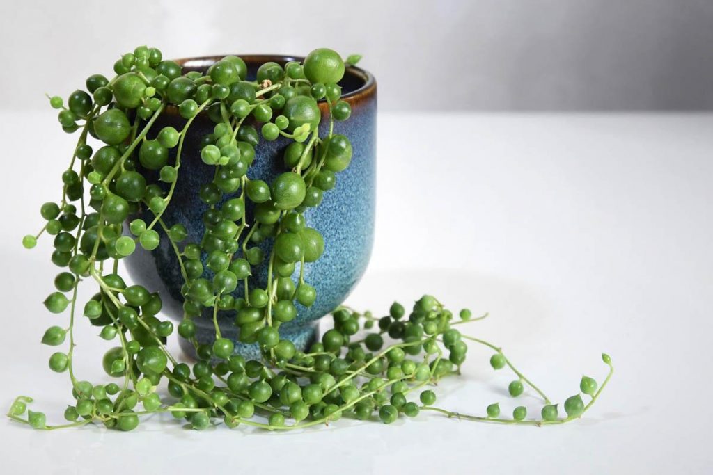 Is string of pearls toxic to dogs?