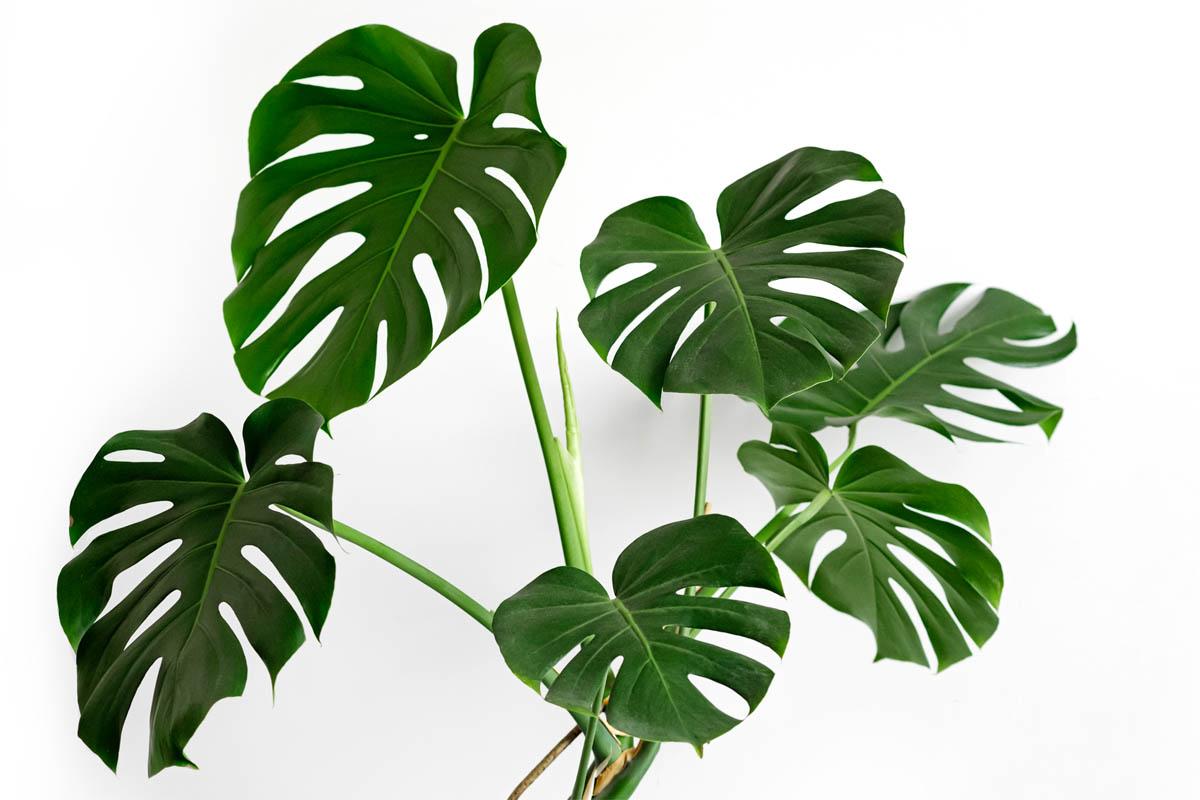Is Swiss Cheese Plant (Monstera deliciosa) Toxic to Dogs?