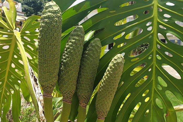 Monstera deliciosa fruit 