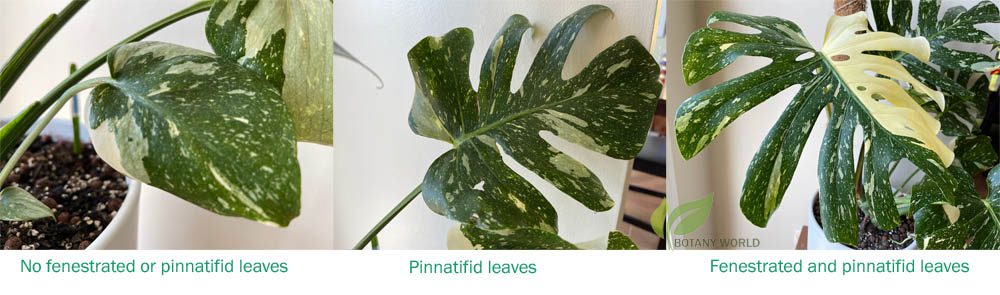 Monstera deliciosa leaf types
