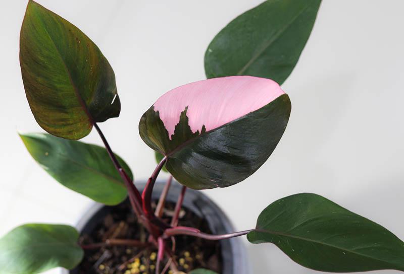 Philodendron pink princess