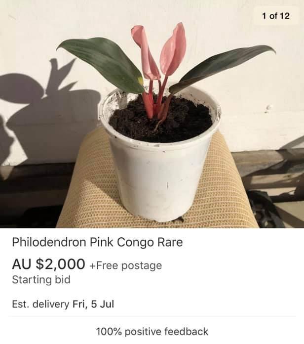 Pink congo