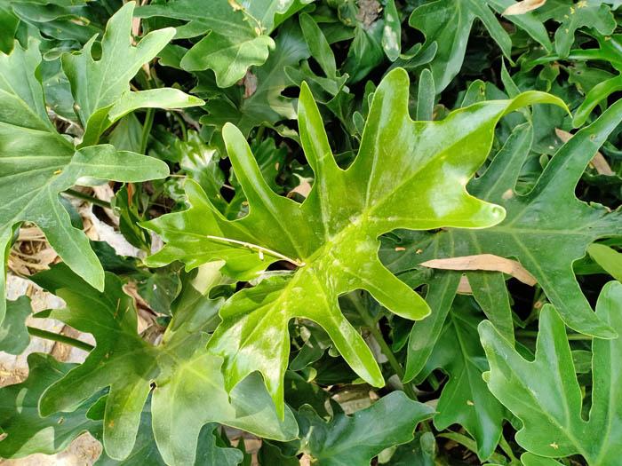 Split-leaf philodendron