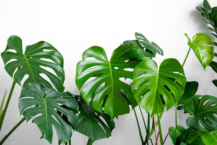 Swiss cheese plant (Monstera deliciosa)