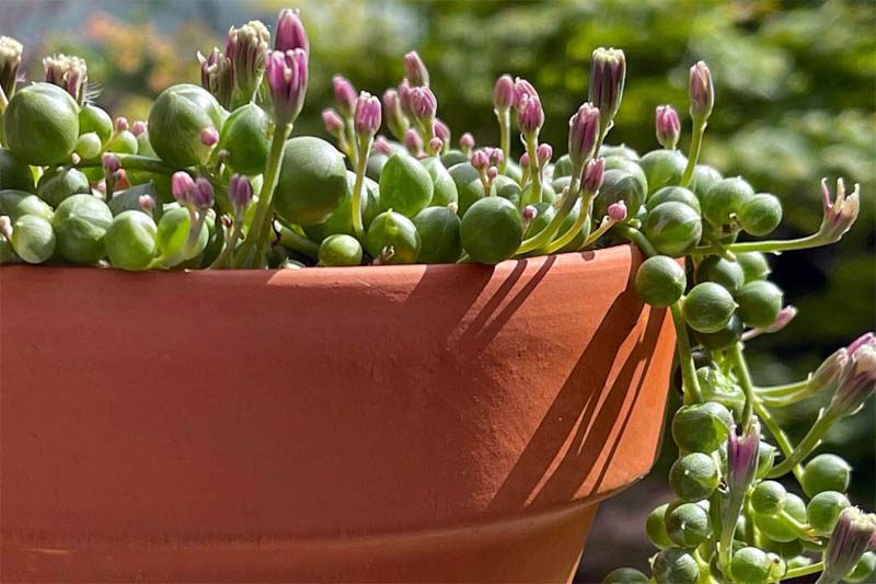 Variegated string of pearls