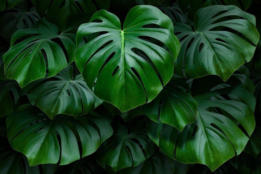 Why do some plants have slits and holes in their leaves?