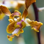 Sepik blue orchid