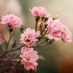 Rosa polyantha