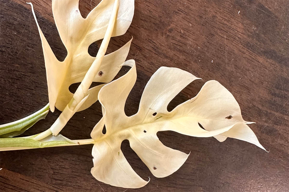 All white leaves on a Rhaphidophora tetrasperma