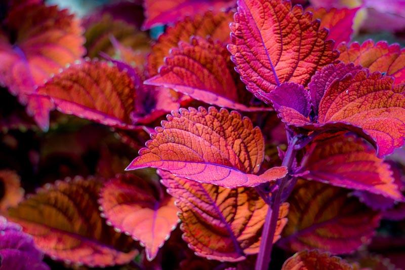 Big red Judy coleus