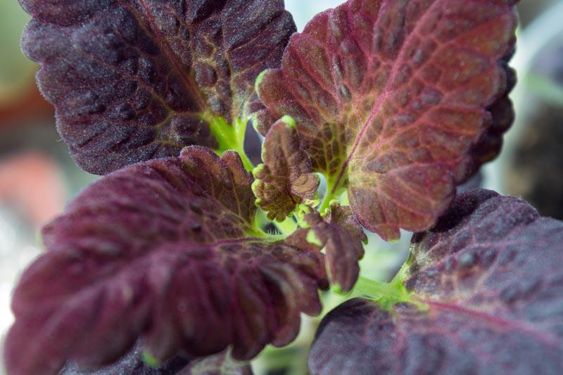 Black dragon coleus