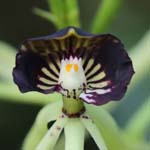 Black orchid