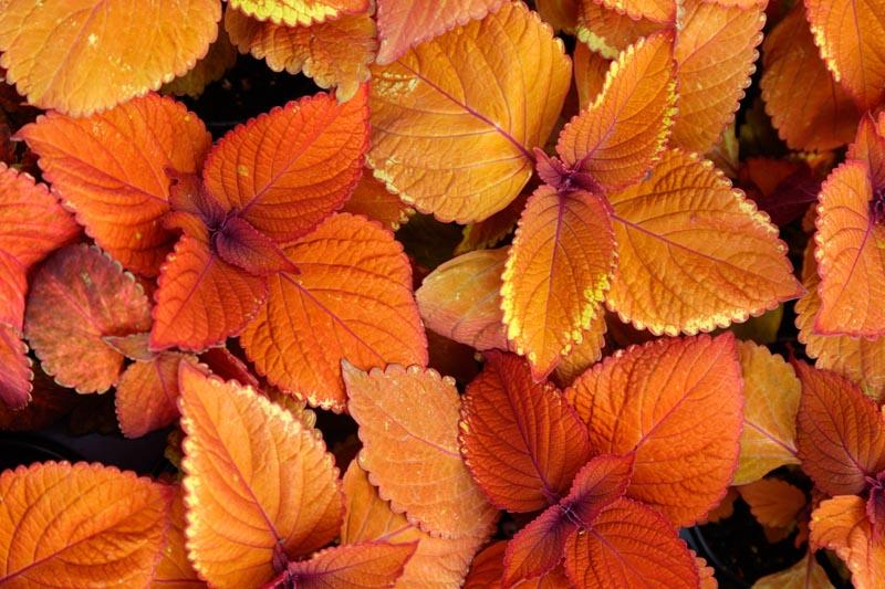 Campfire coleus