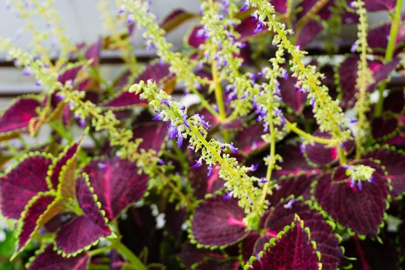 Coleus flowers