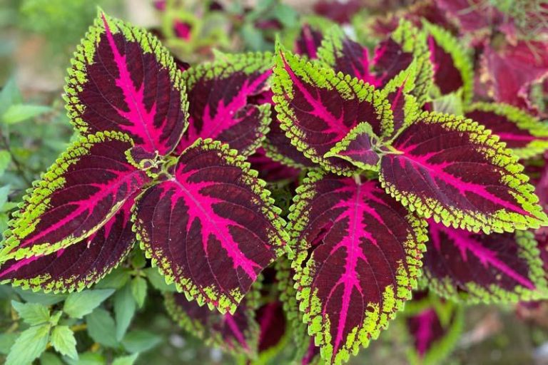 What Causes Variegation in Plants - Botany-World