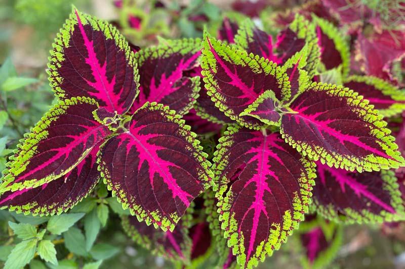 Coleus leaves