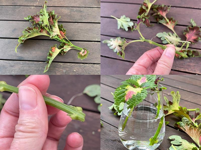 Propagating coleus