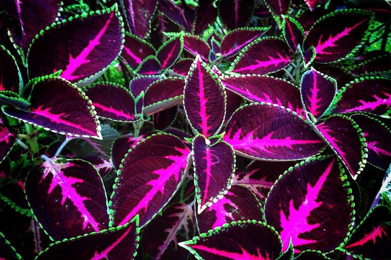 Coleus care