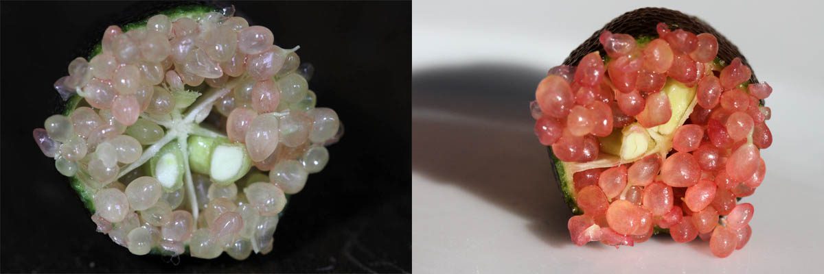 Finger lime pulp changes colour as it matures