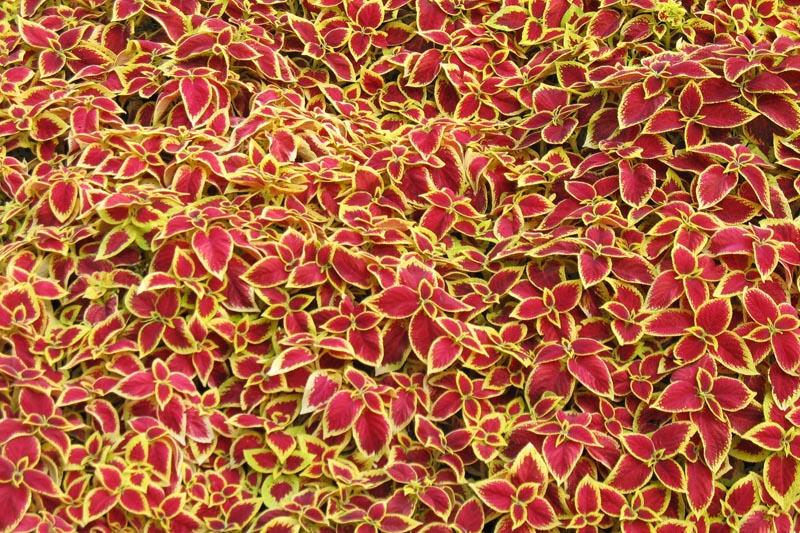 Versa Crimson Gold coleus