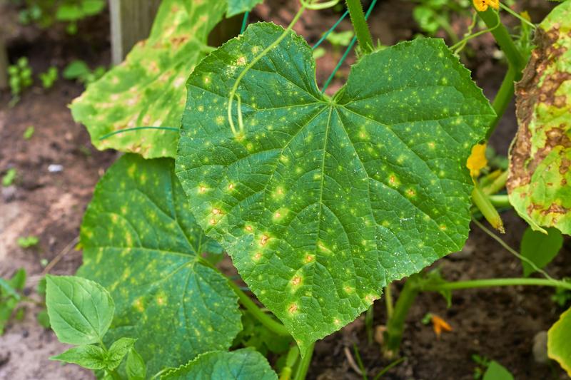 Downy mildew on a cucumber plant