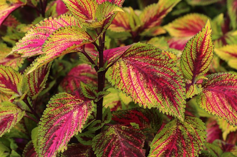 Dragon heart coleus