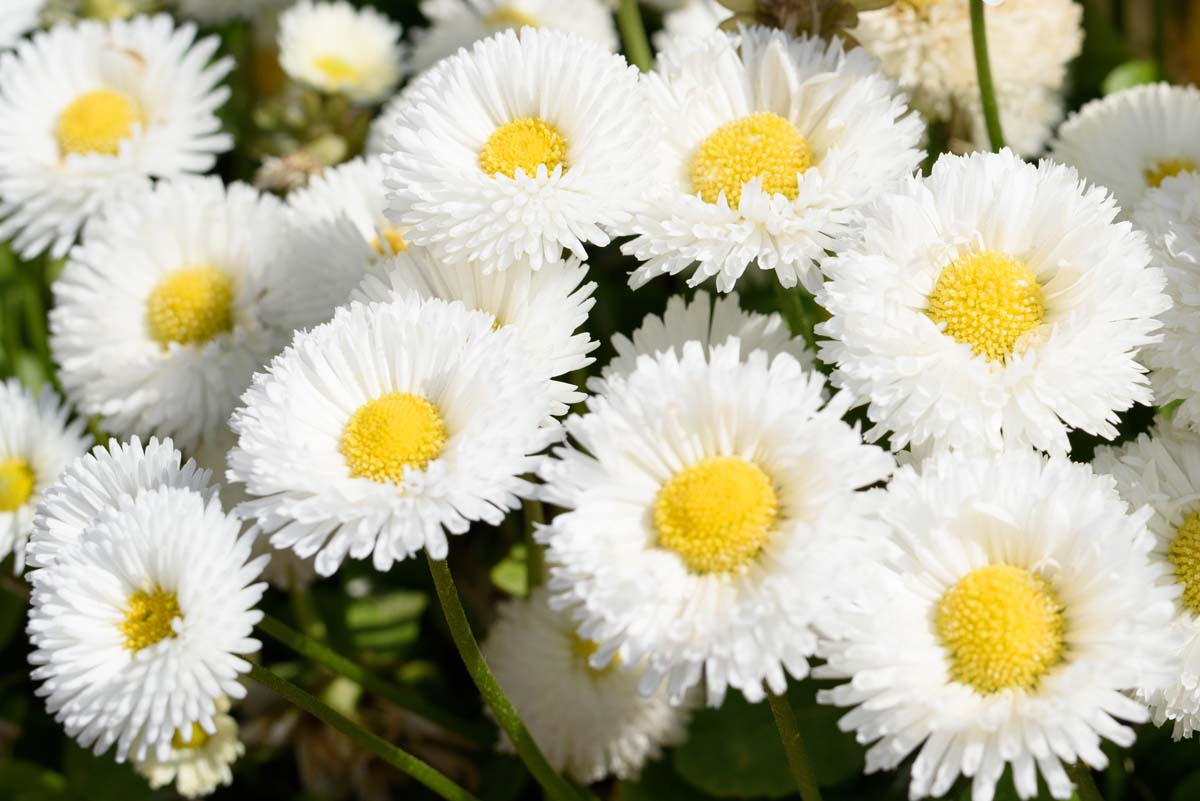 English daisy flowers