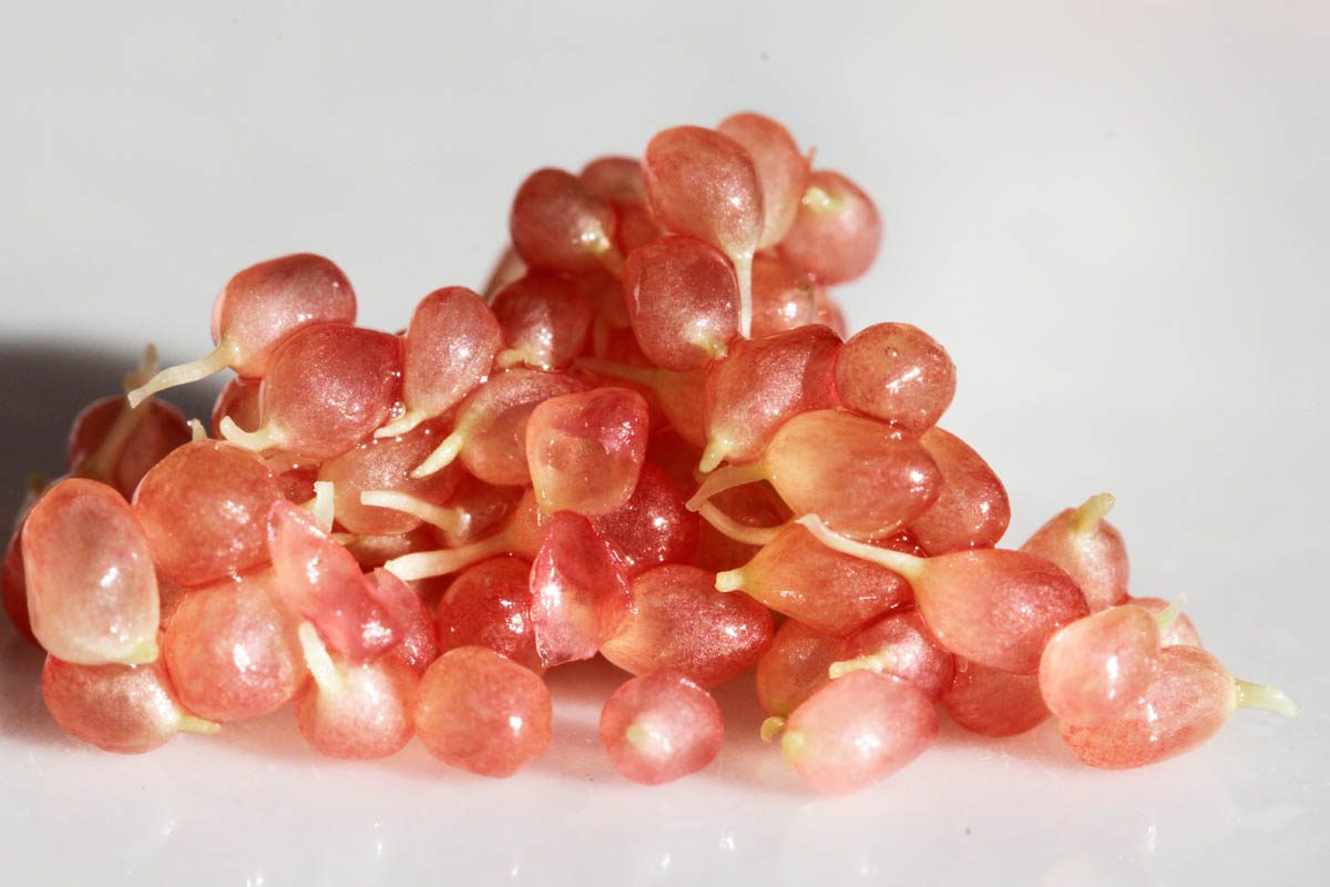 Finger lime caviar