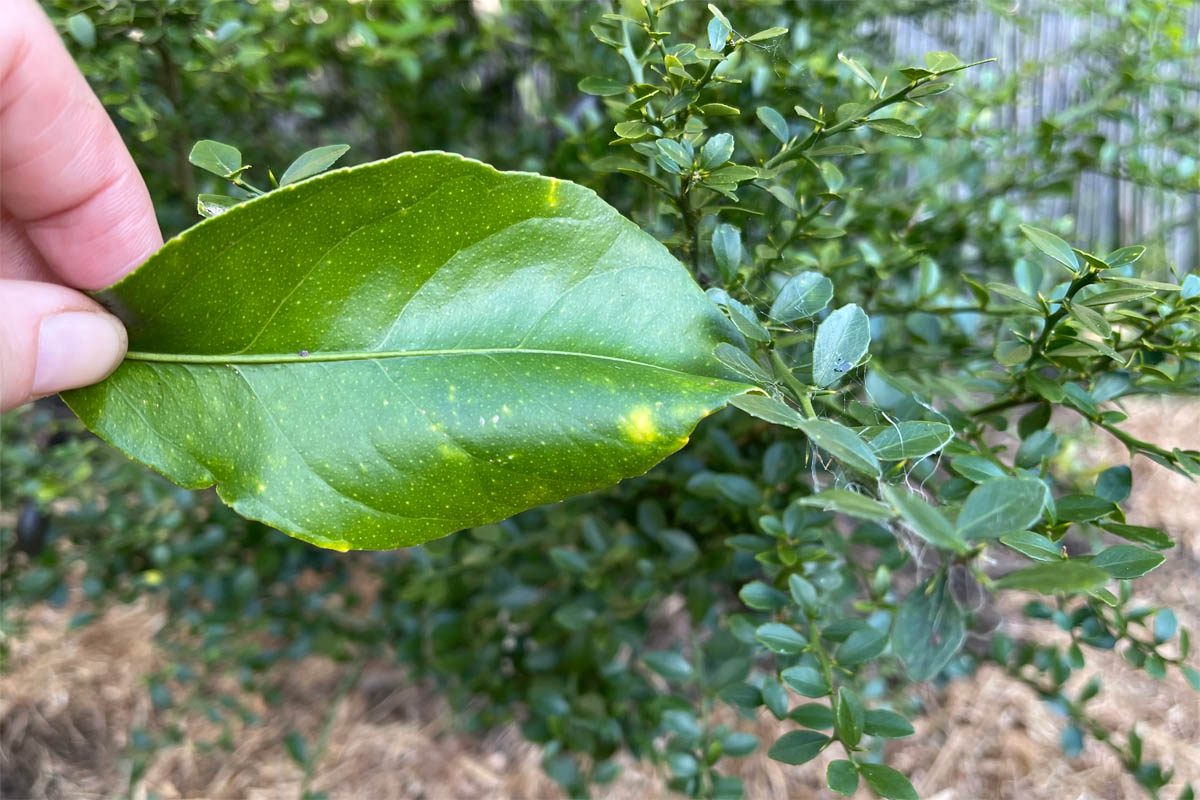 Finger lime leaves next to a lemon leaf