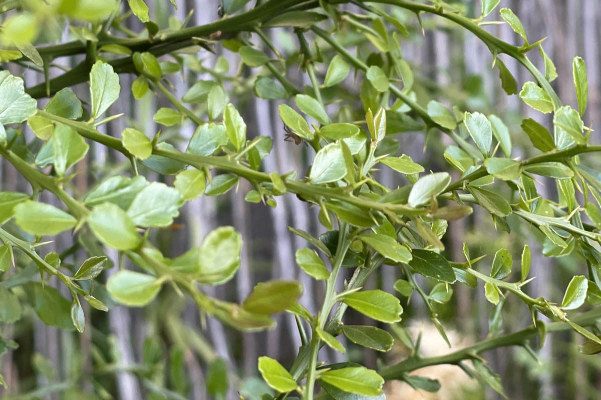 Stems and thorns of an Australian finger lime