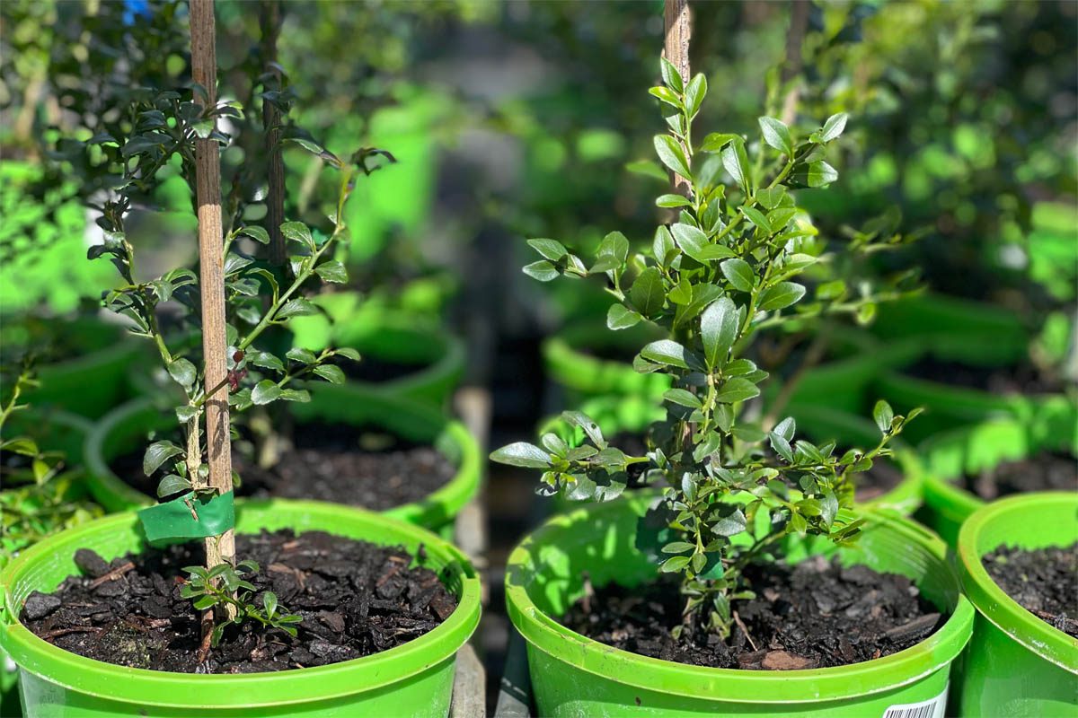 Finger limes for sale in a garden centre