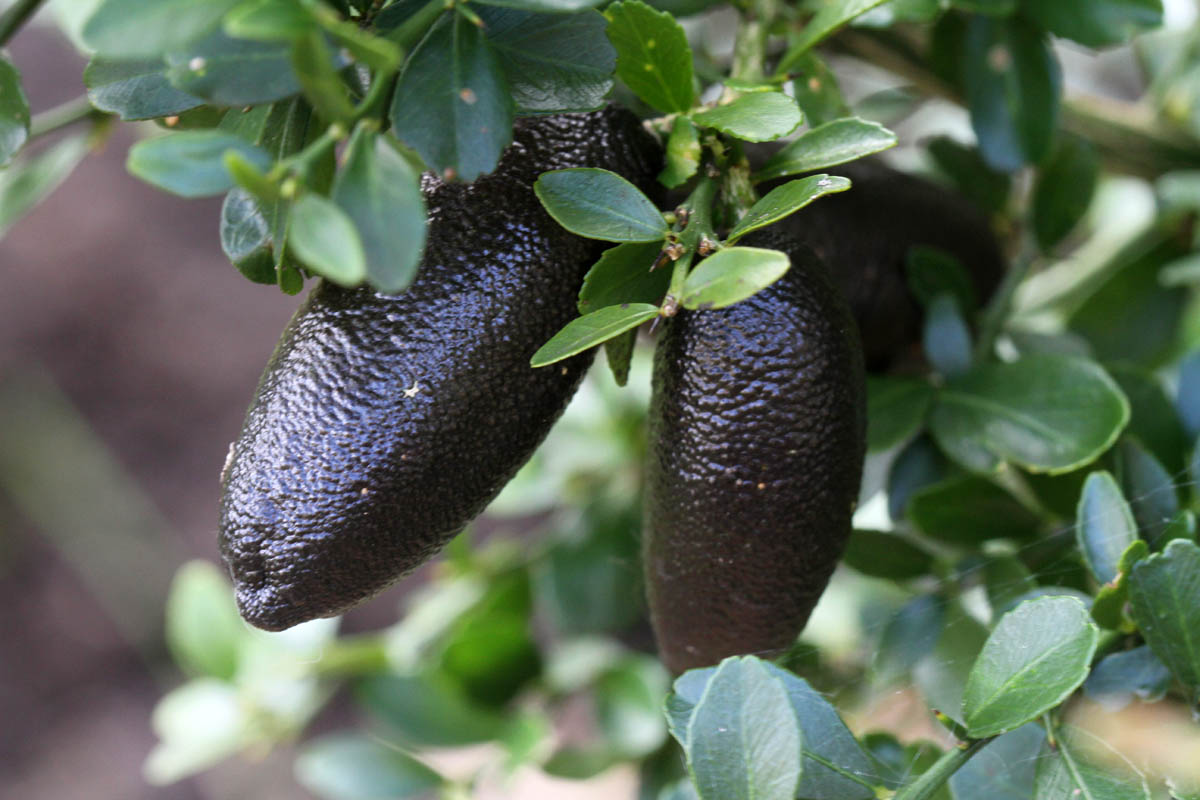 Finger limes