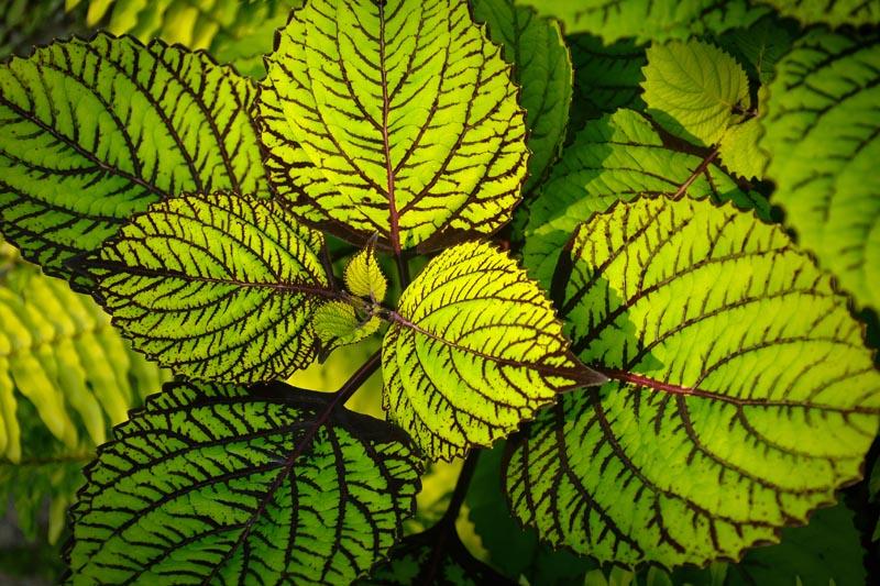 Fishnet stocking coleus