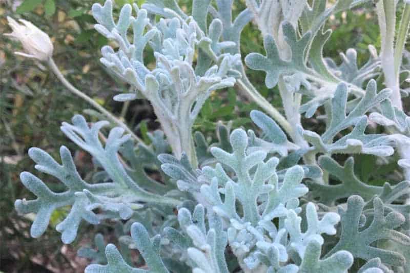 Flannel flower foliage