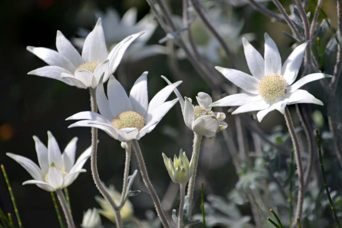 Flannel Flower: The Soft and Beautiful Australian Native