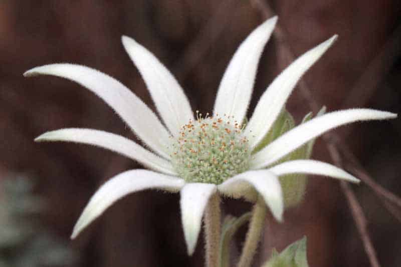 Flannel flower