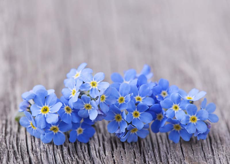 Forget-me-not-day