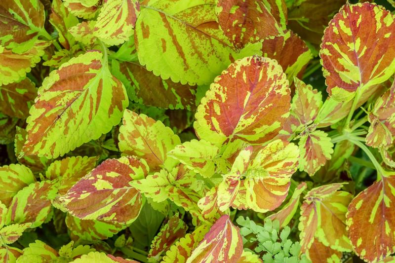 Freckles coleus