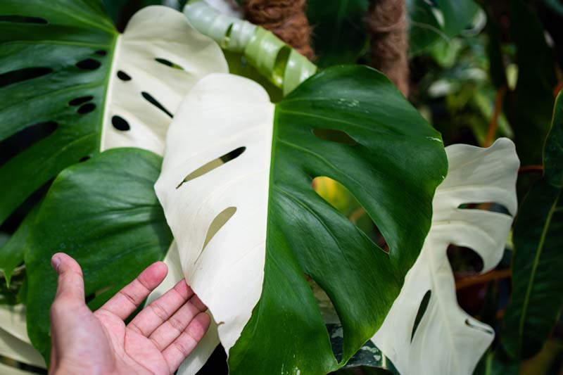 Half moon variegation