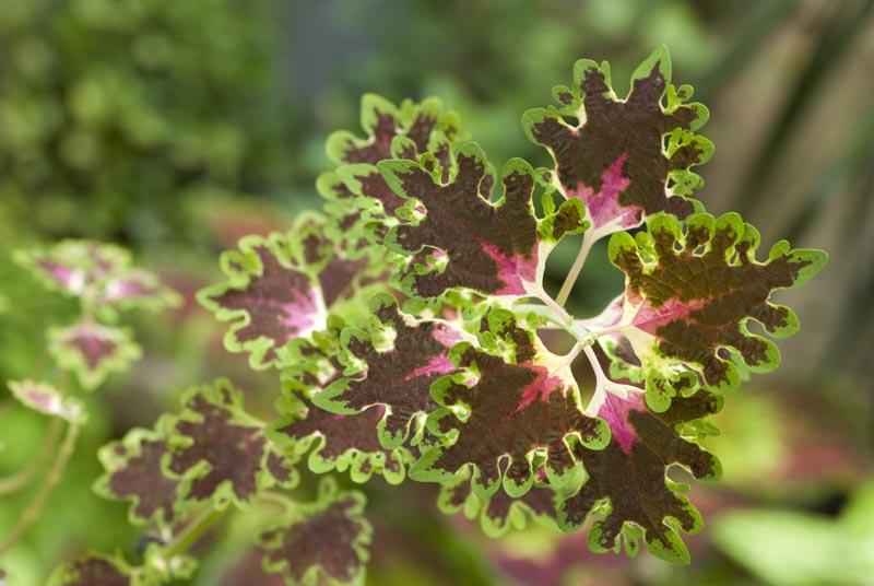 Inky fingers coleus