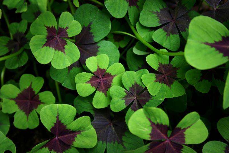 Iron cross oxalis