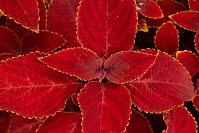 Kong red coleus