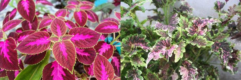 Coleus leaf edges