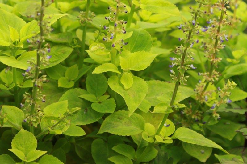 Lime time coleus