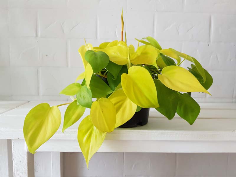 Neon pothos